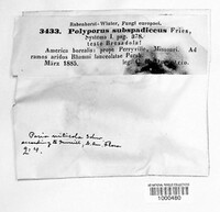Polyporus subspadiceus image